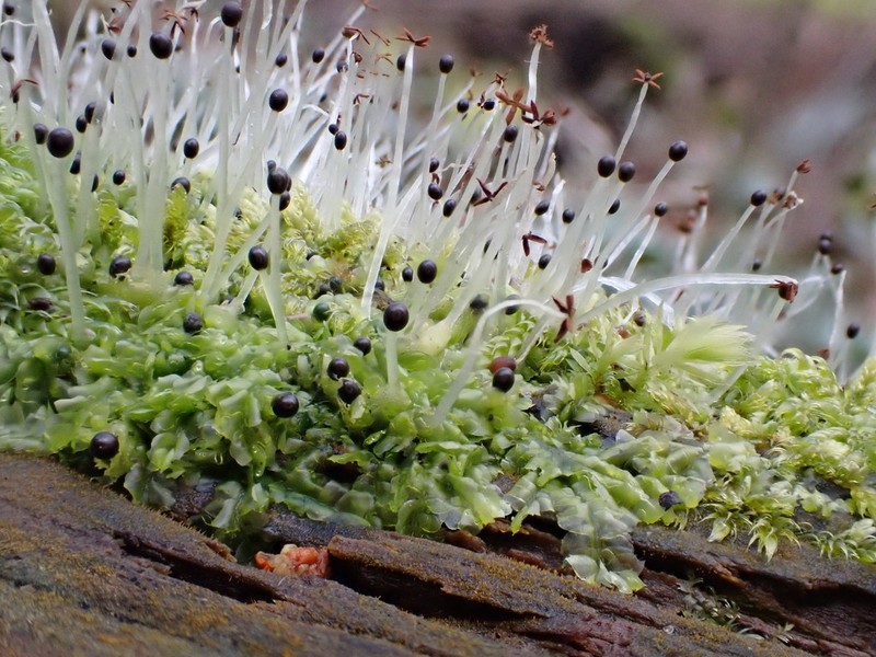 Lophocolea heterophylla photo 6