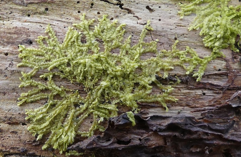 Lophocolea heterophylla photo 7