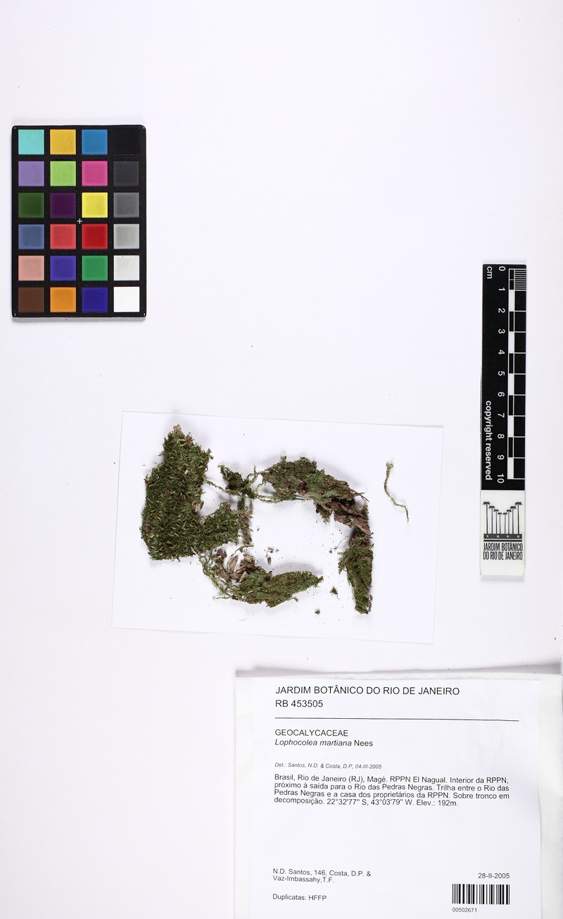 Lophocolea martiana