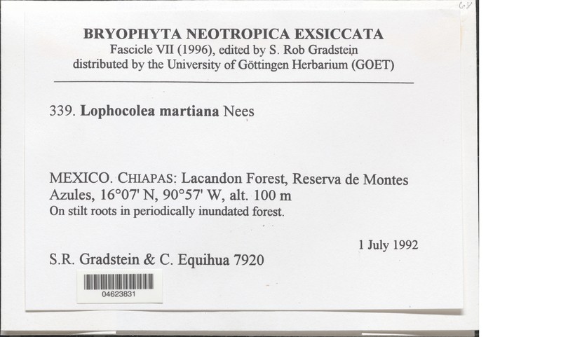 Lophocolea martiana photo 2