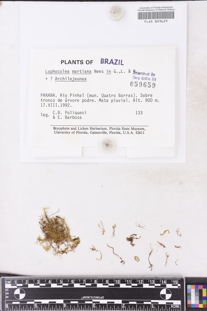 Lophocolea martiana photo 3