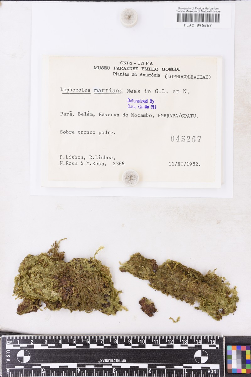 Lophocolea martiana photo 6