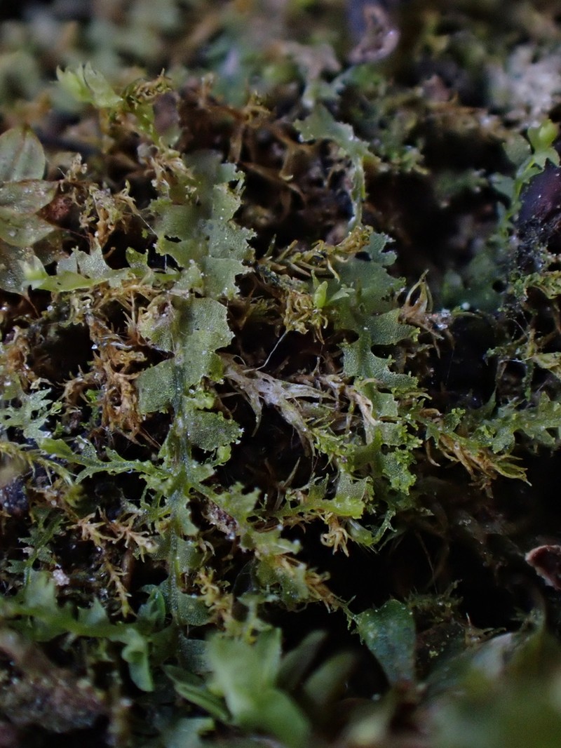 Lophocolea minor