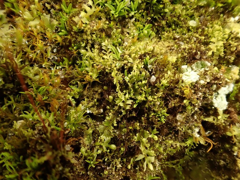 Lophocolea minor photo 2