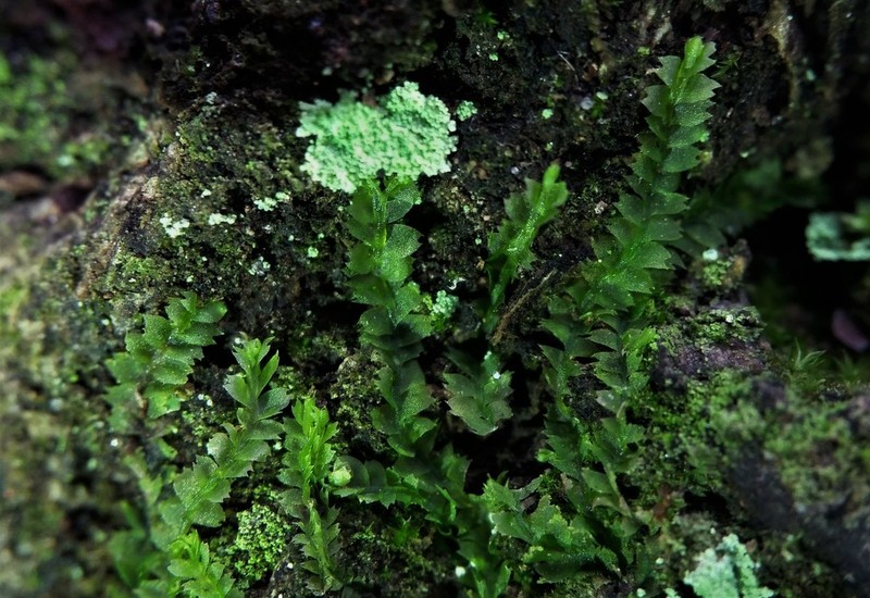 Lophocolea minor photo 3