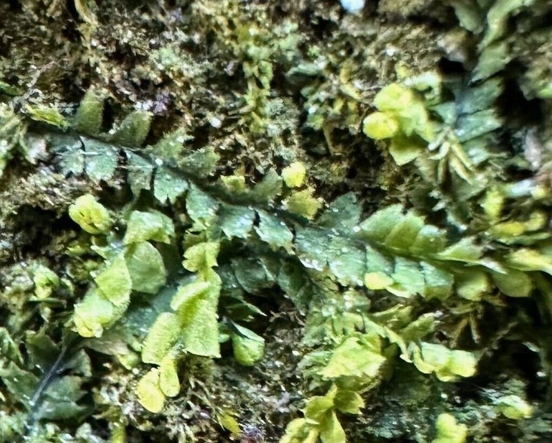 Lophocolea minor photo 4