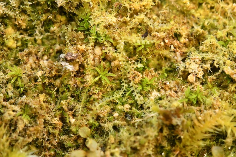 Lophocolea minor photo 5