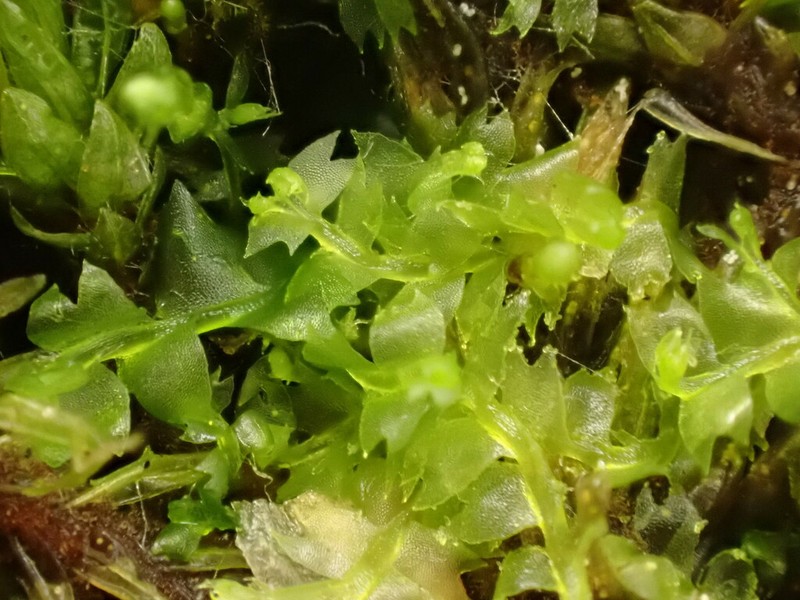 Lophocolea minor photo 6