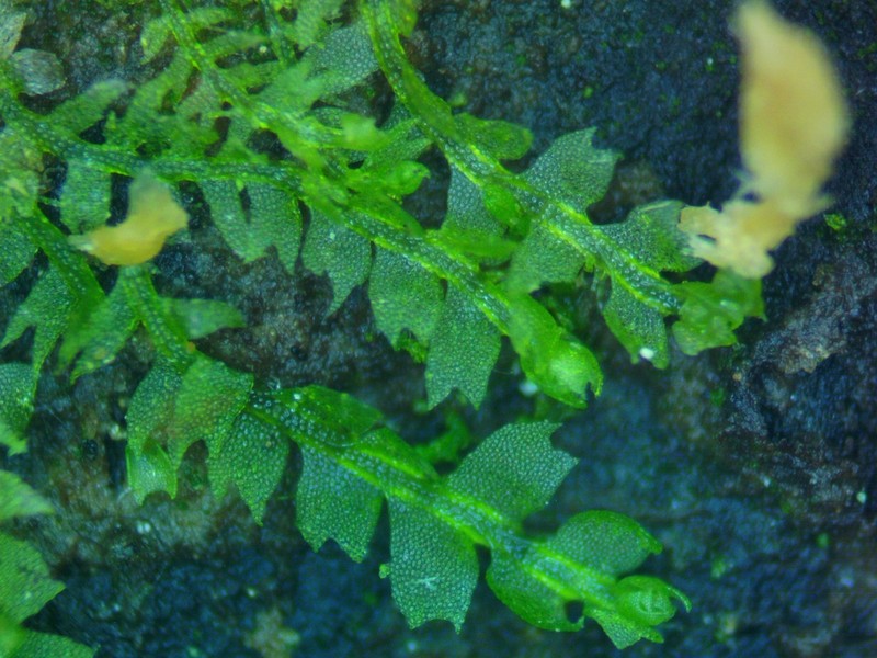 Lophocolea minor photo 7