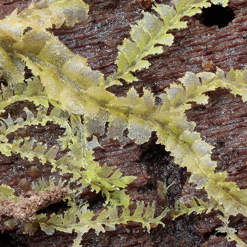 Lophocolea minor photo 8