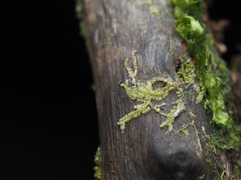 Lophocolea muricata