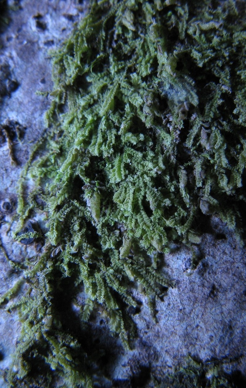 Lophocolea muricata photo 2