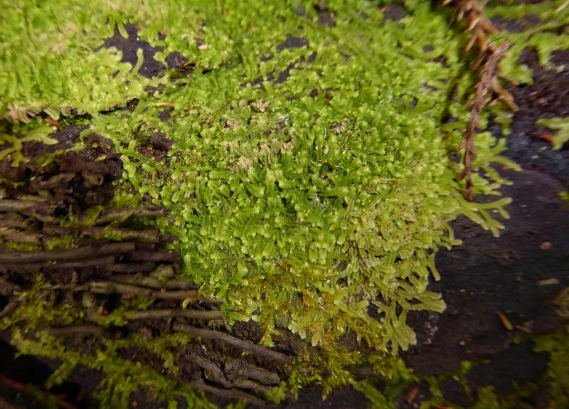 Lophocolea muricata photo 3