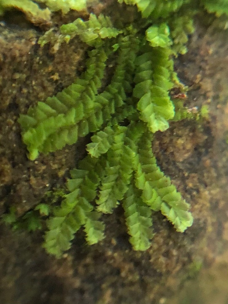 Lophocolea muricata photo 4