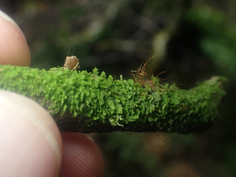Lophocolea muricata photo 5