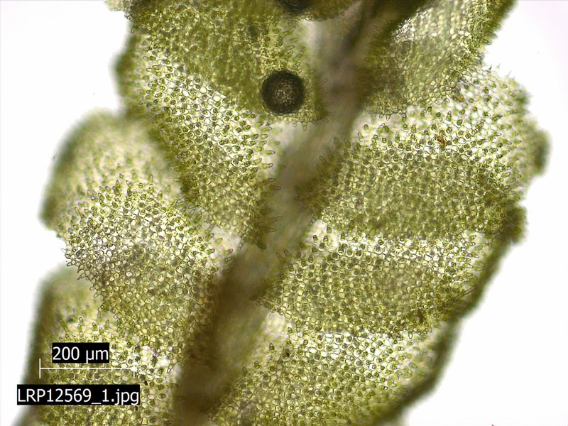 Lophocolea muricata photo 6