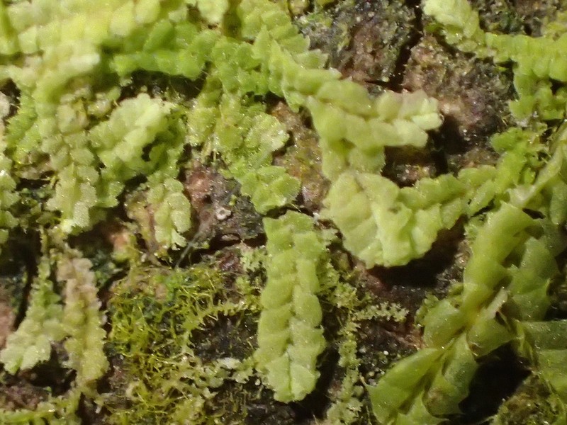 Lophocolea muricata photo 7