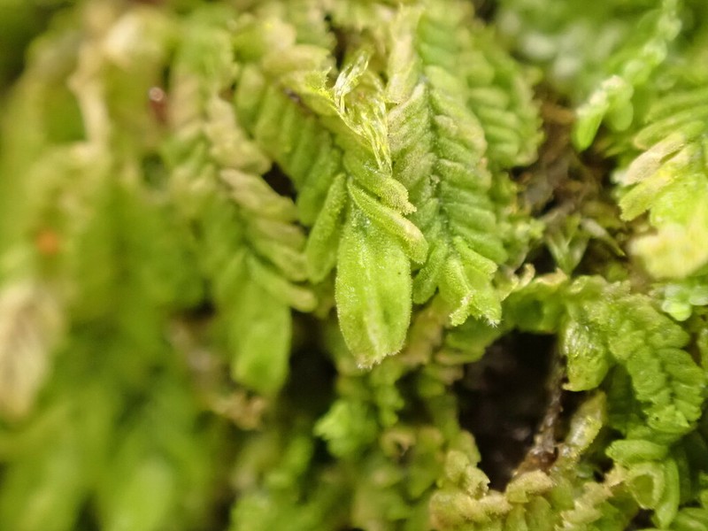 Lophocolea muricata photo 8