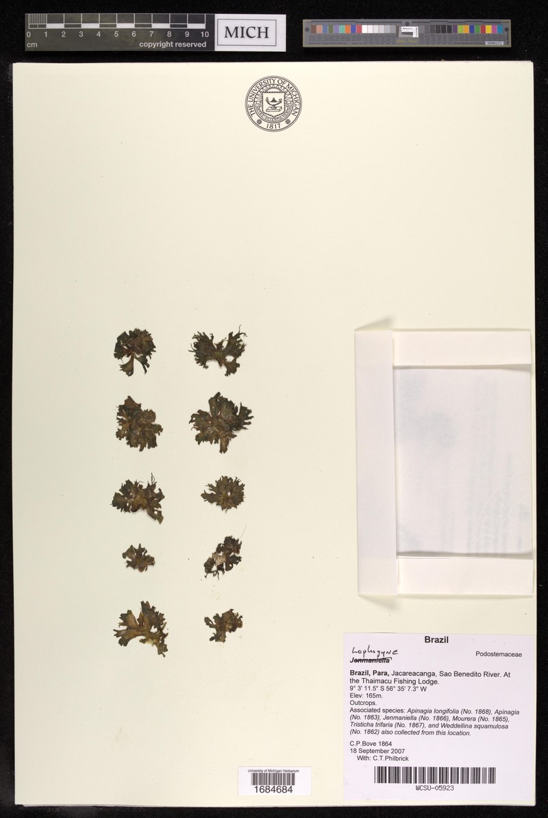 Lophogyne ceratophylla