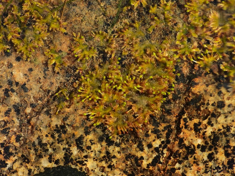 Lophogyne divertens