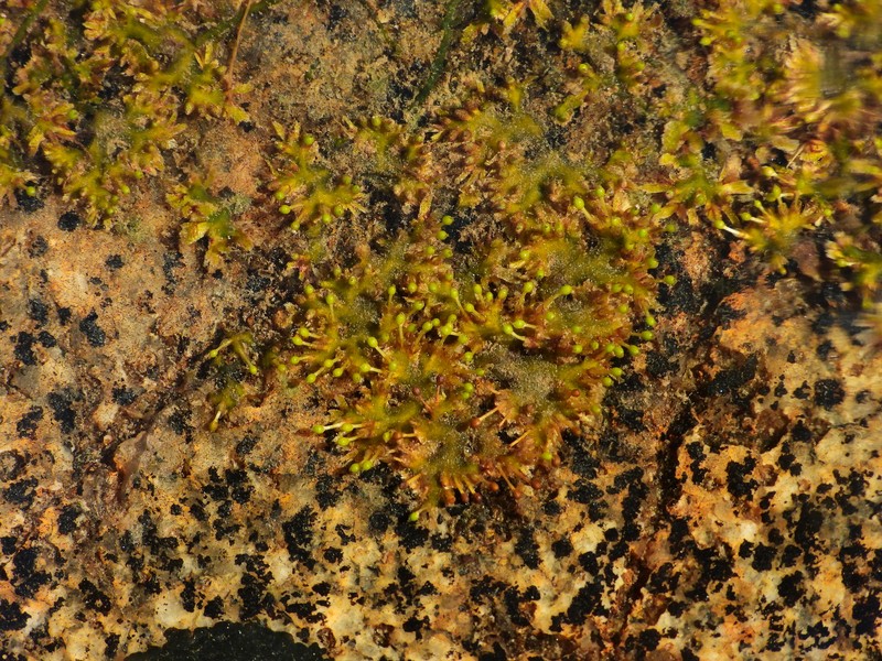 Lophogyne divertens photo 2