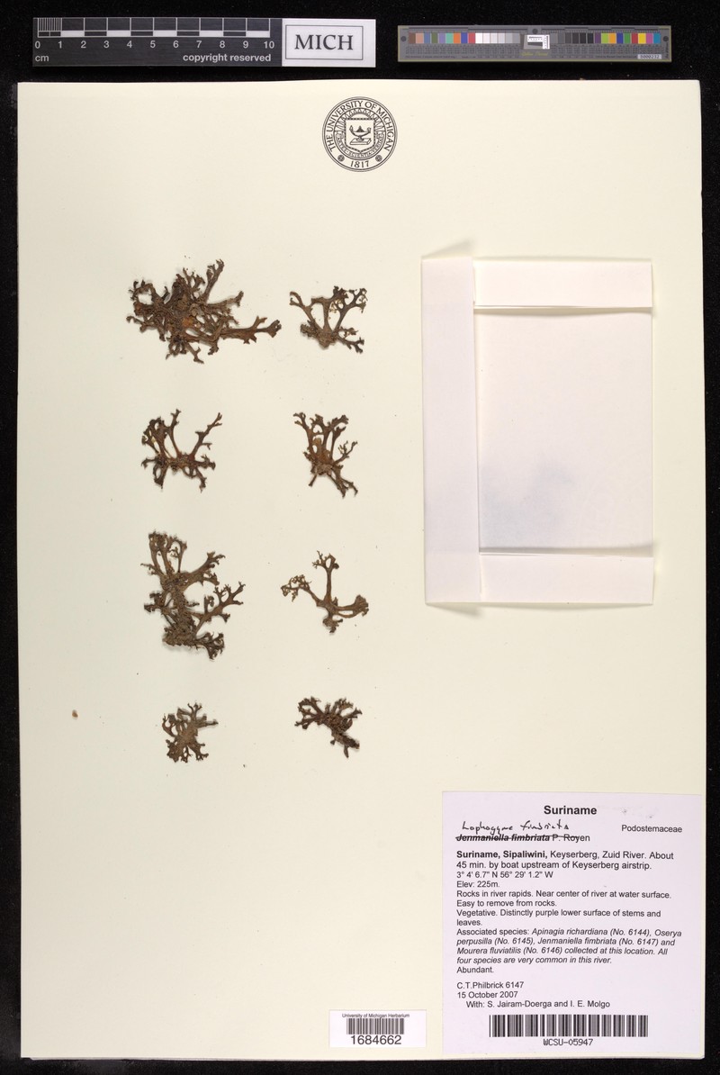 Lophogyne fimbriata