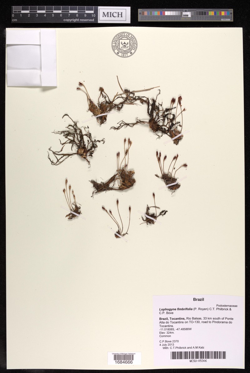 Lophogyne fimbrifolia