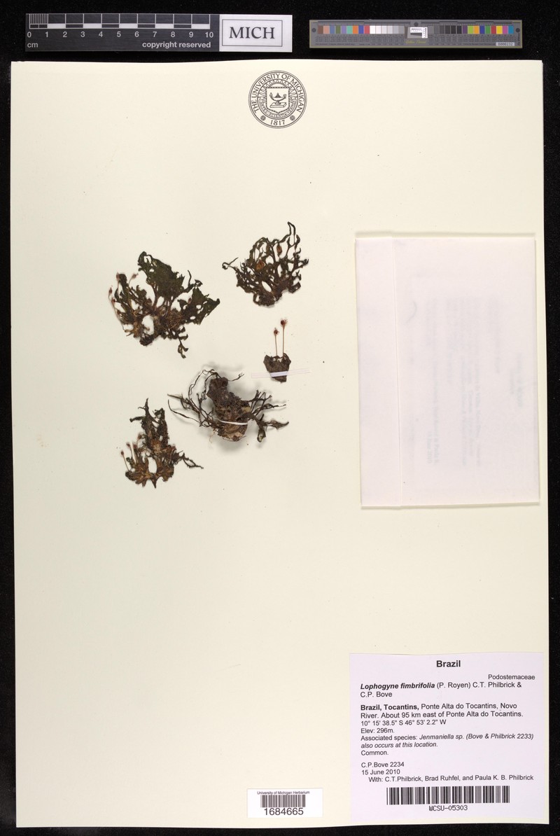 Lophogyne fimbrifolia photo 2