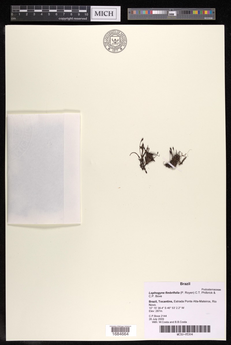 Lophogyne fimbrifolia photo 3