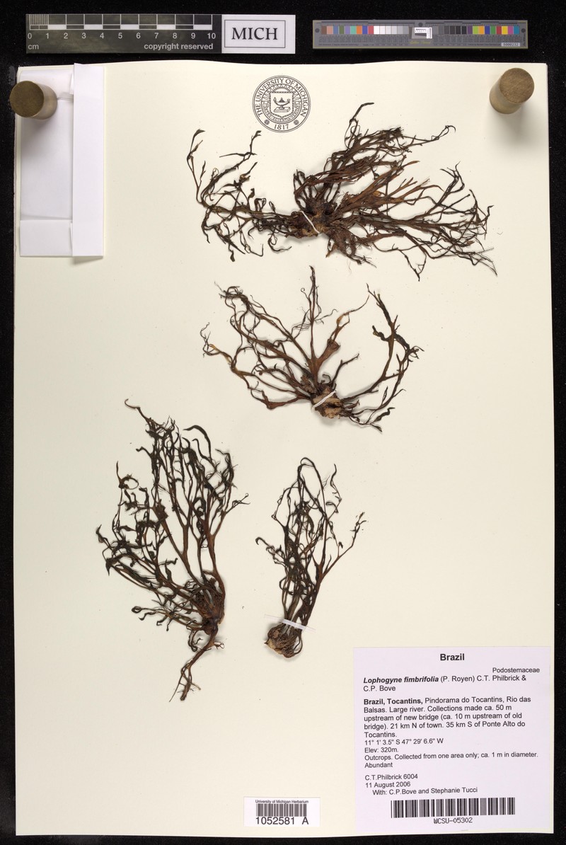 Lophogyne fimbrifolia photo 4