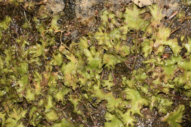 Lophogyne lacunosa