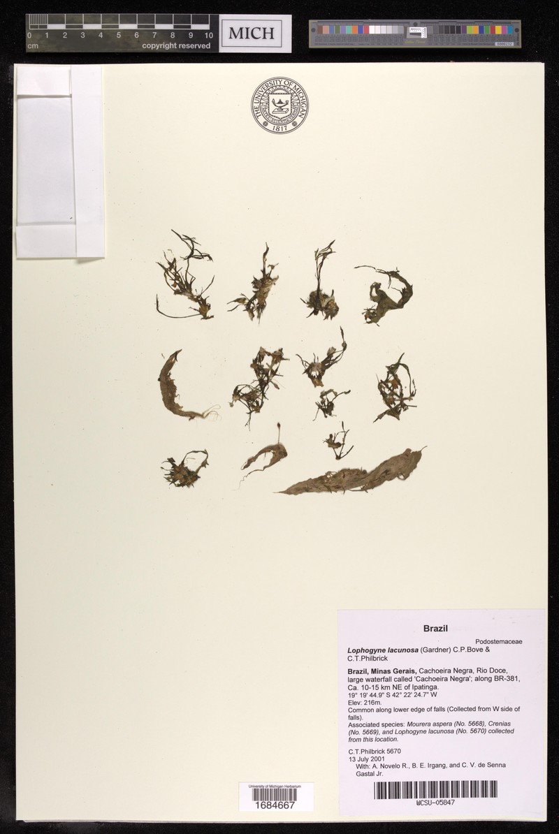 Lophogyne lacunosa photo 2