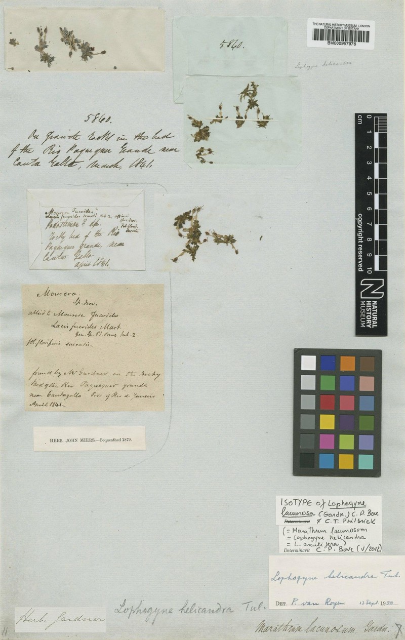 Lophogyne lacunosa photo 3