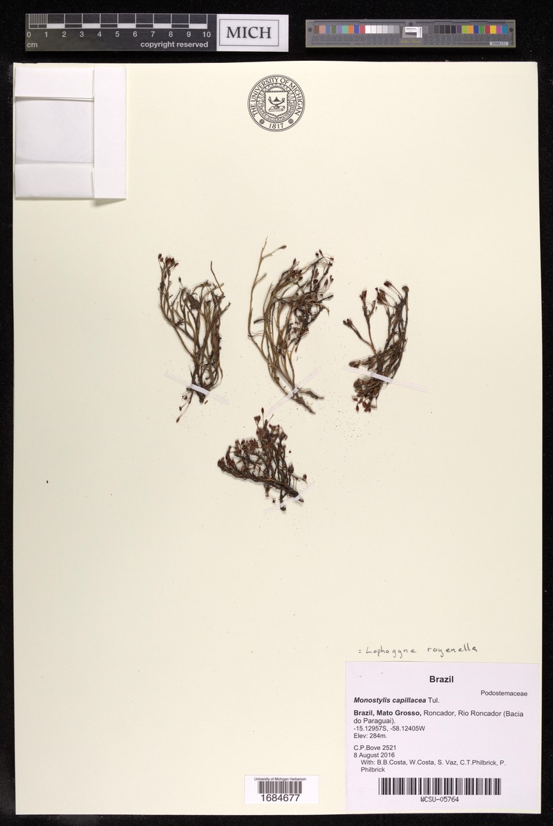 Lophogyne royenella