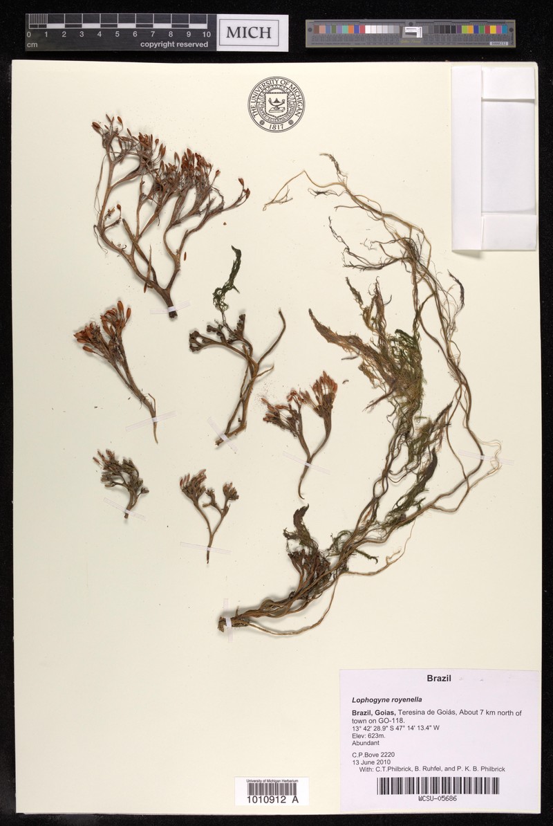 Lophogyne royenella photo 2