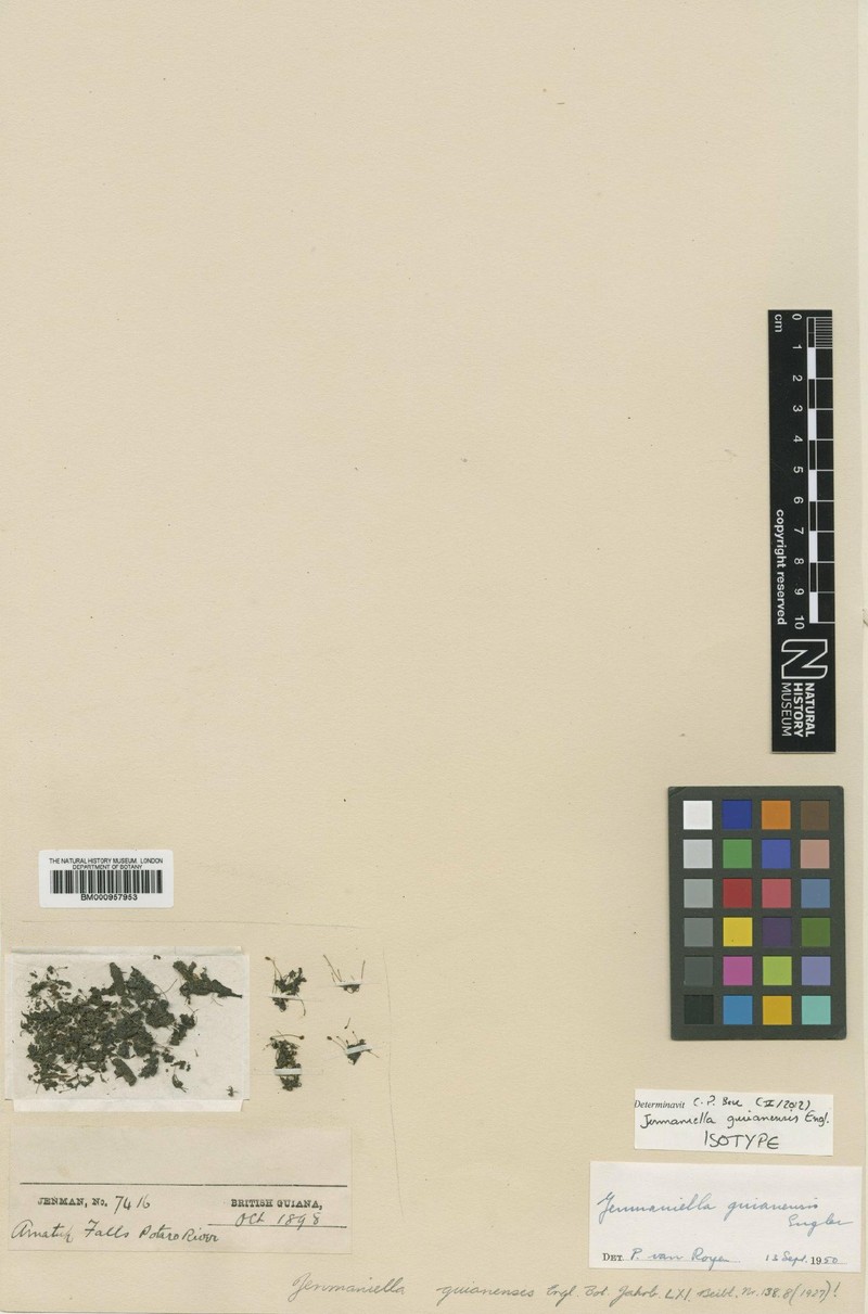 Lophogyne varians