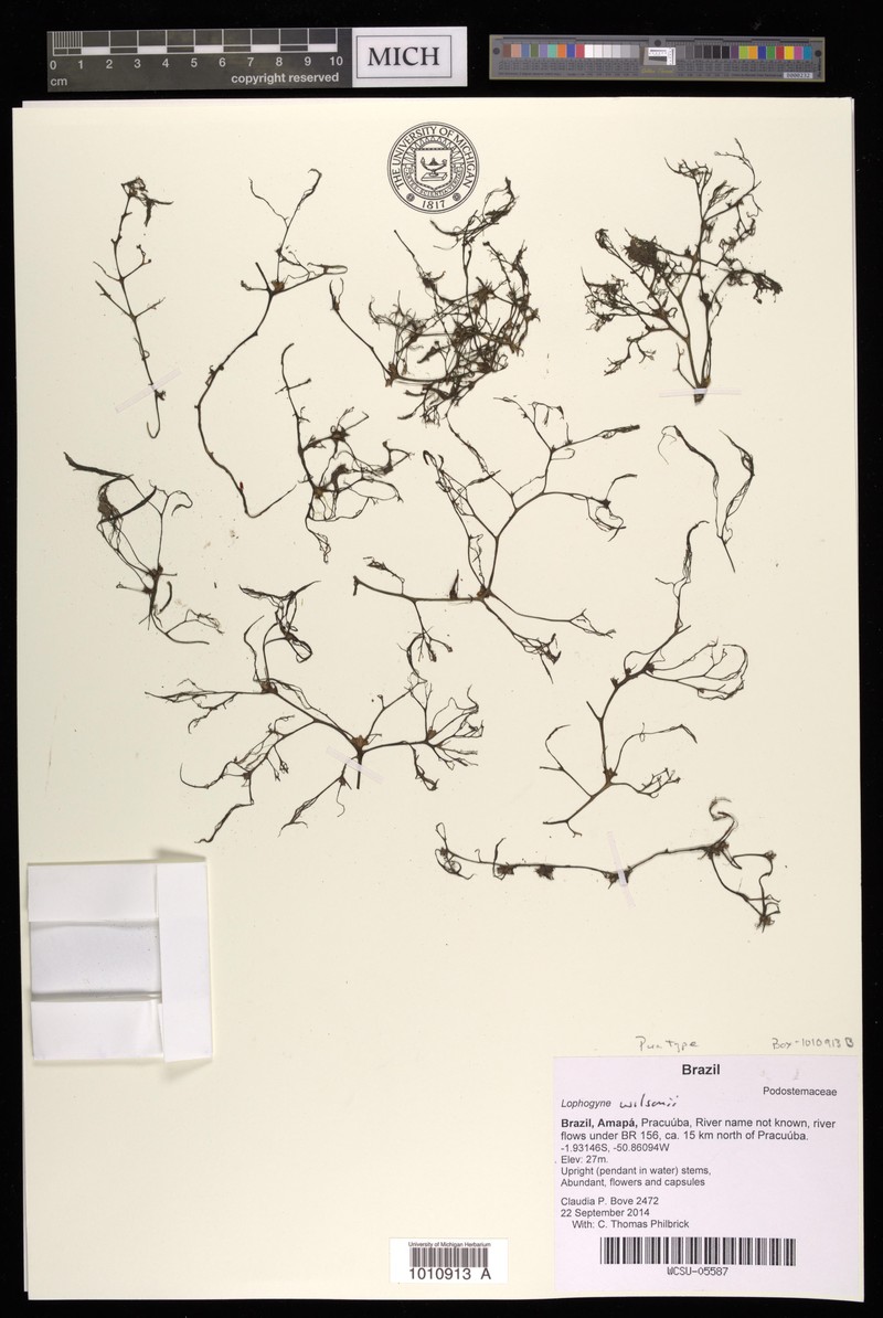 Lophogyne wilsonii