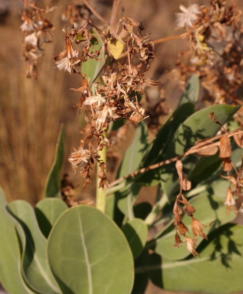 Lopholaena brickellioides