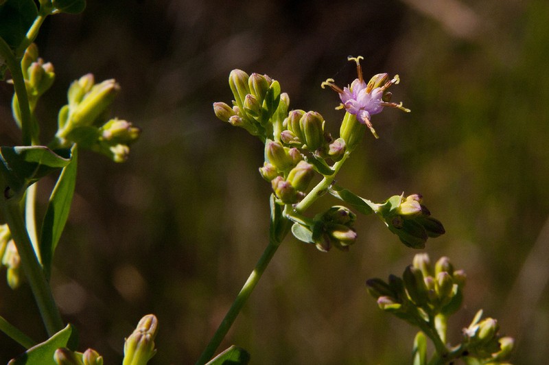 Lopholaena brickellioides photo 3