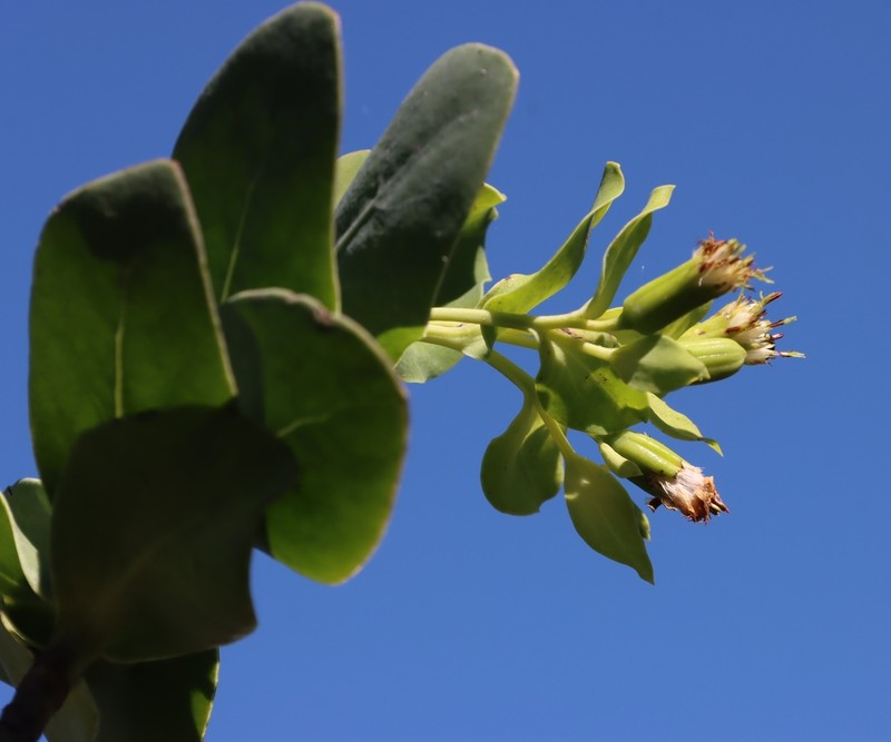 Lopholaena brickellioides photo 4