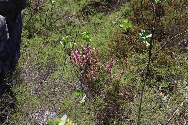 Lopholaena brickellioides photo 6