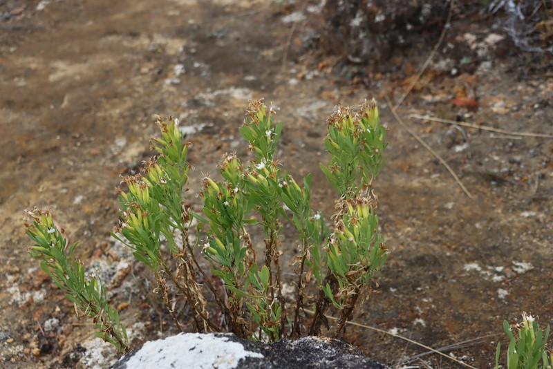 Lopholaena whyteana