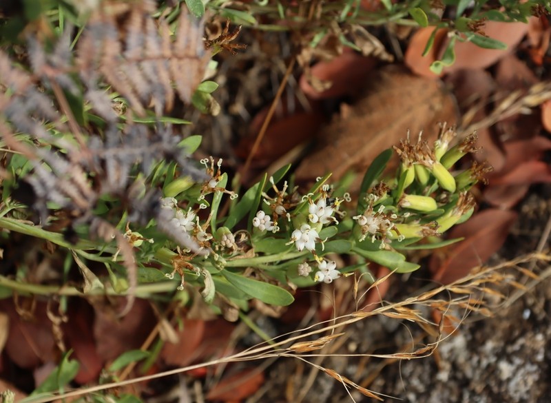 Lopholaena whyteana photo 2