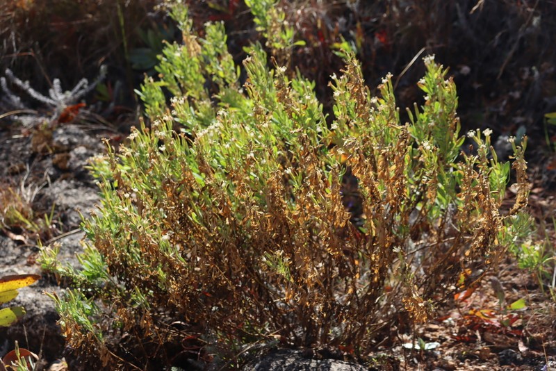 Lopholaena whyteana photo 3