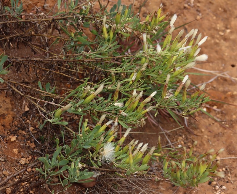 Lopholaena whyteana photo 4