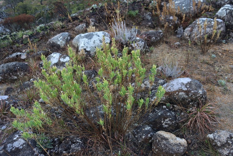 Lopholaena whyteana photo 8