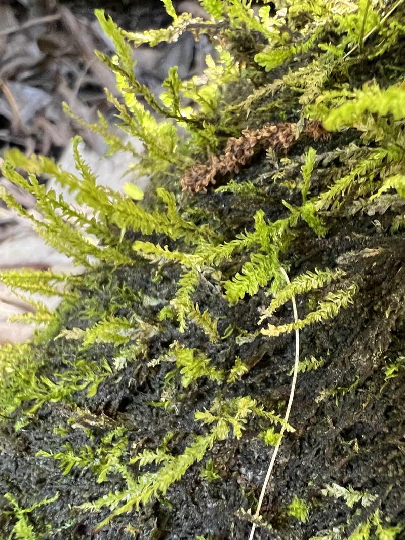 Lopholejeunea subfusca photo 2