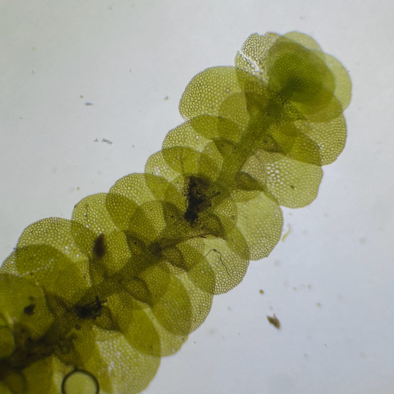 Lopholejeunea subfusca photo 3