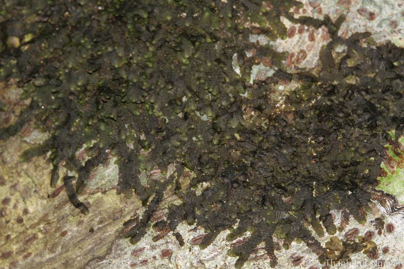 Lopholejeunea subfusca photo 5