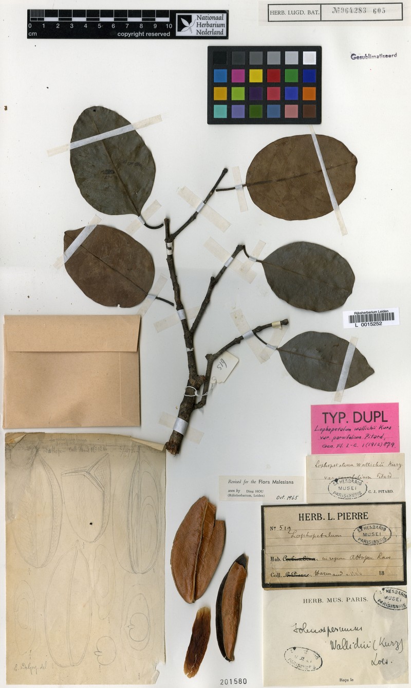 Lophopetalum wallichii var. parvifolium